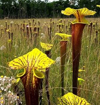Sarracenia