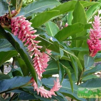 Zingiber officinale
