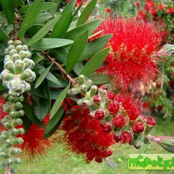 Callistemon