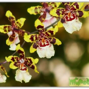 Oncidium