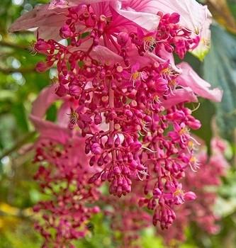 Medinilla