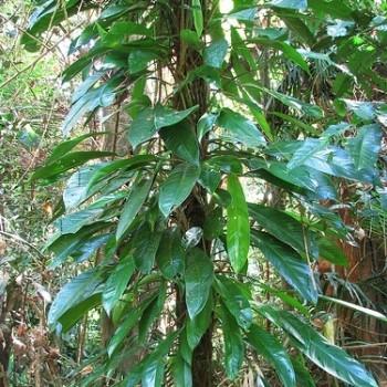 Epipremnum