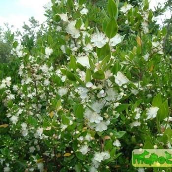 Myrtus