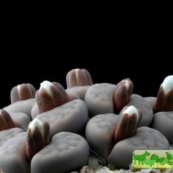 Lithops