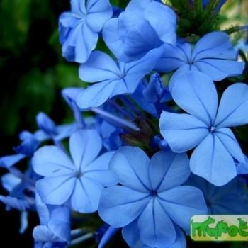 Plumbago L.