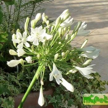 Agapanthus umbellatus L