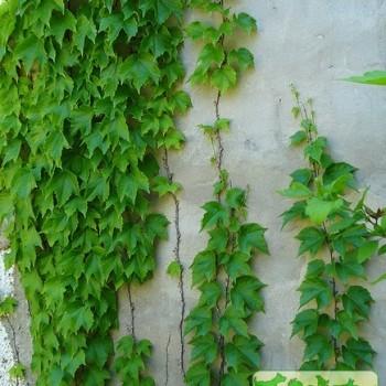 Ampelopsis