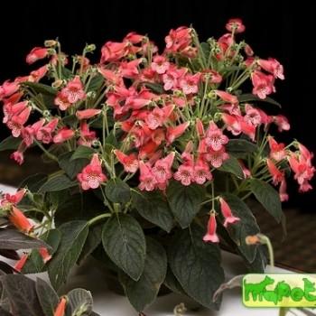 Kohleria Rgl. (Isoloma Decne, Tydaea Decne)