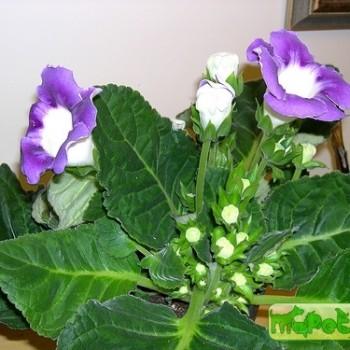 Gloxinia (Sinningia speciosa)