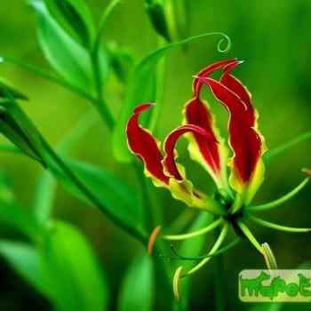 Gloriosa