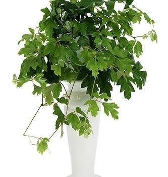 Rhoicissus