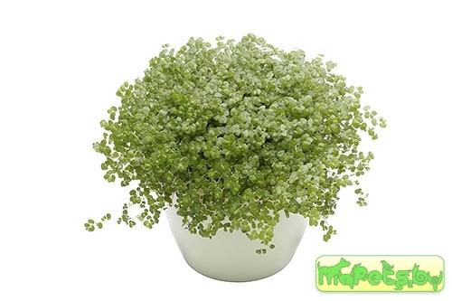 Soleirolia Gaud