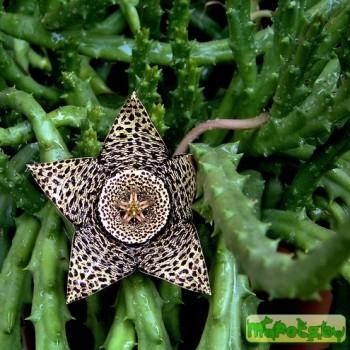 Stapelia