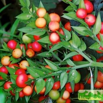 Ruscus