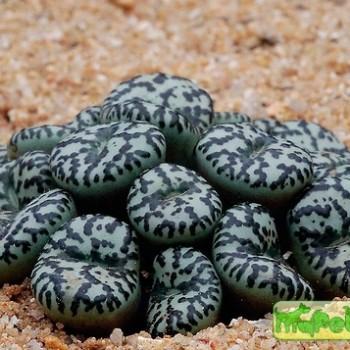 Conophytum