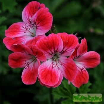 Pelargonium