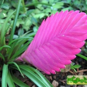 Tillandsia