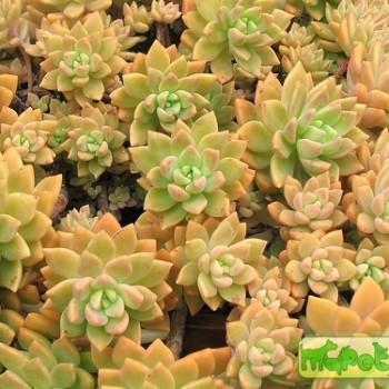 Graptopetalum