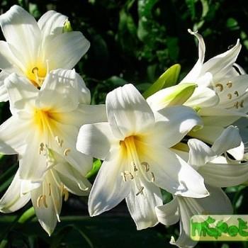 Lilium