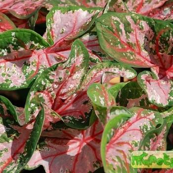 Caladium
