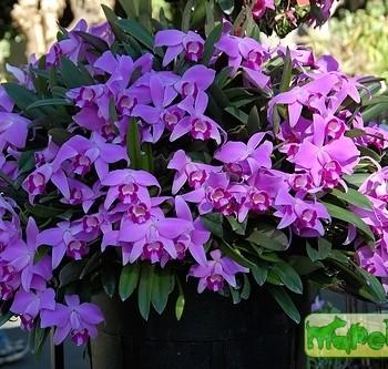 Laelia