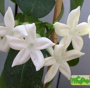 Stephanotis Thou.
