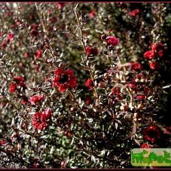 Leptospermum