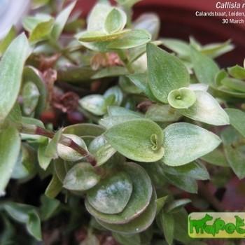 Callisia Loefl.