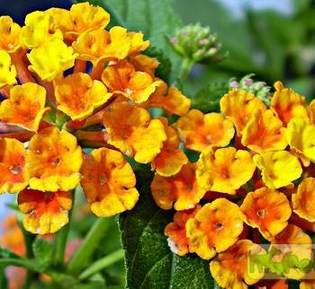 Verbena Hybriden