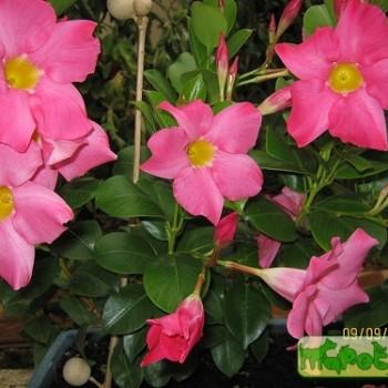 Dipladenia