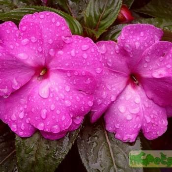 Impatiens