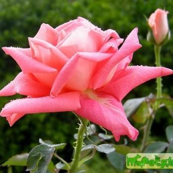 Rosa L.