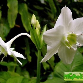 Eucharis Planch. et Lindl.