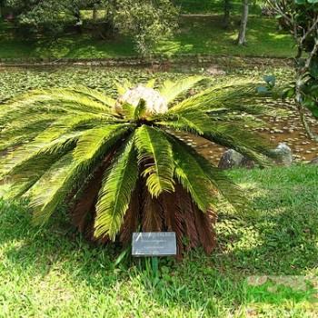 Cycas L.