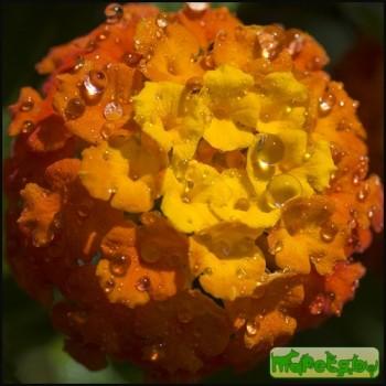 Lantana