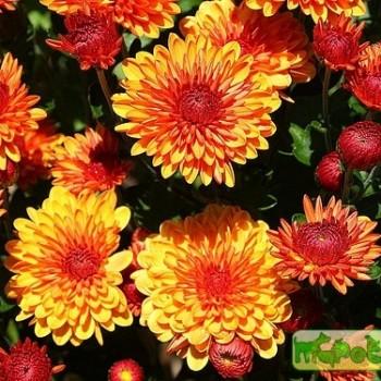 Chrysanthemum (dendrathema)