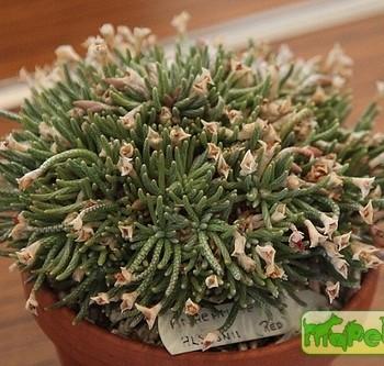 Anacampseros