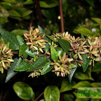 Abelia grandiflora