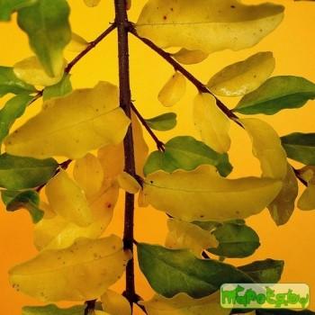 Ligustrum