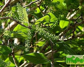 Coccoloba