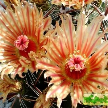 Ferocactus