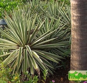 Pandanus