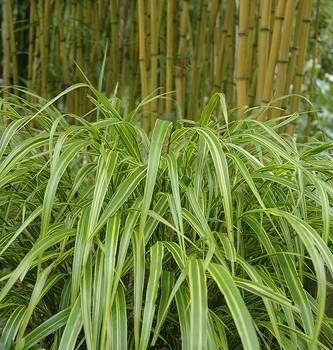 Carex