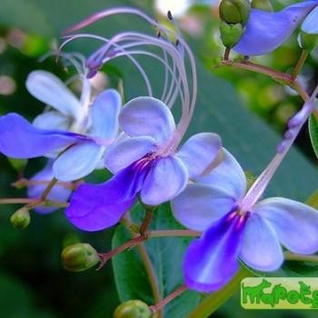 Clerodendrum