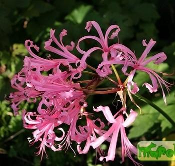 Nerine