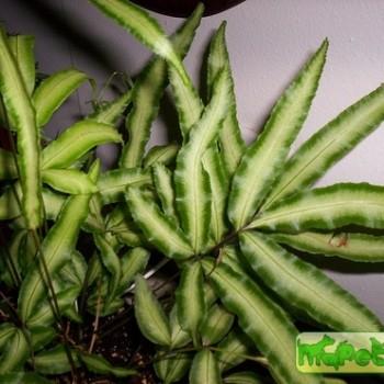 Pteris
