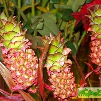 Ananas Mill