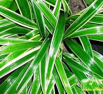 Chlorophytum