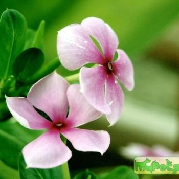 Catharanthus