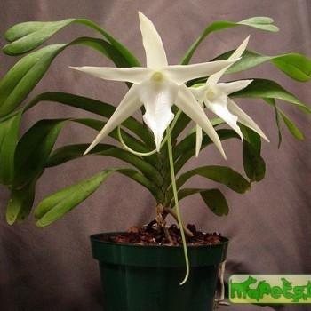 Angraecum